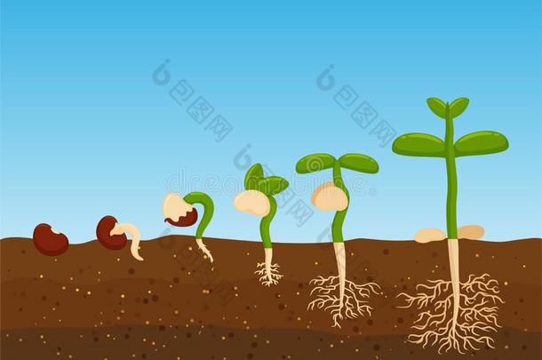 种植树从农业的种子.生长阶段关于植物Sweden瑞典