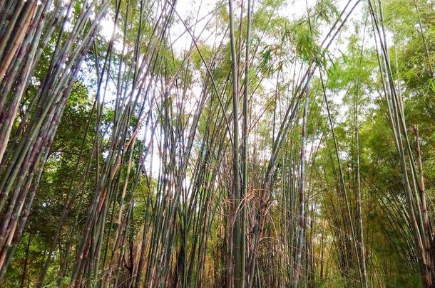 竹子,农业,竹子树,竹子顶,树干,身材高的,绿色的