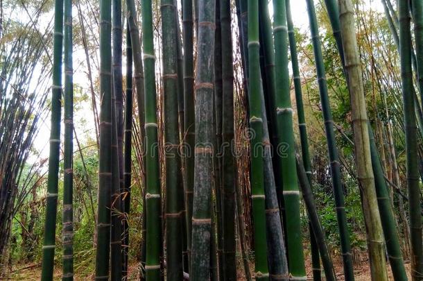 竹子,农业,竹子树,竹子顶,树干,身材高的,绿色的