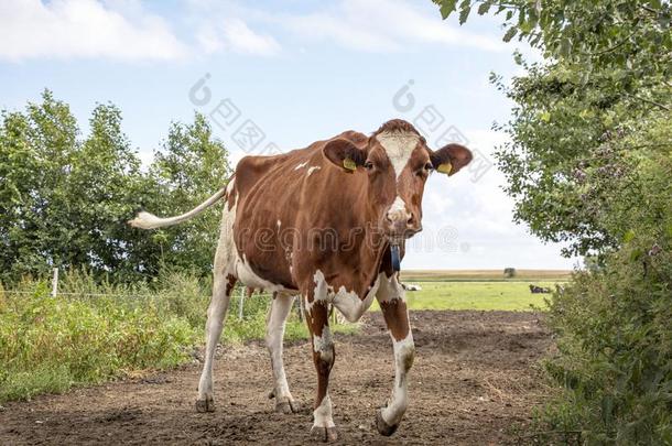 闹着玩的迎面而来的奶牛.年幼的红色的斑驳的奶牛步态和愉快活跃的尖口鲷