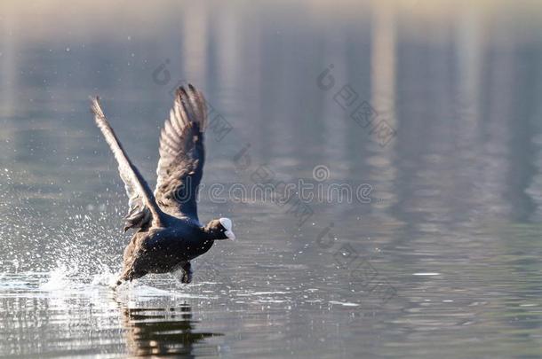 鸟跑向水上下左右移动飞行章