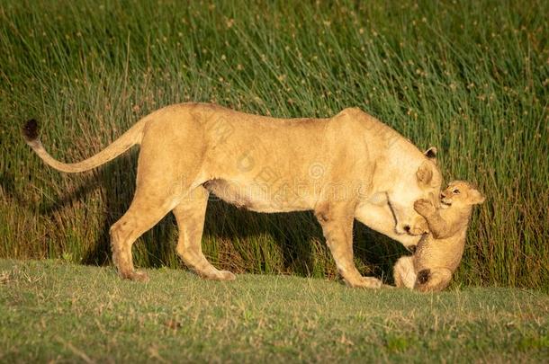 幼小的兽试图抓取上端关于母狮采用草