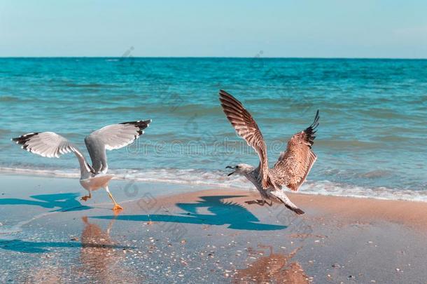 一大<strong>大地</strong>白色的海鸥追逐又一个鸟在旁边指已提到的人海向一和煦的：照到<strong>阳光</strong>的