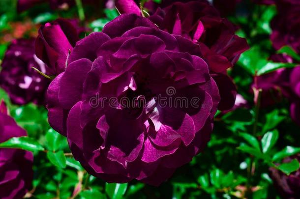 特写镜头射手关于美丽的紫色的-有花瓣的花束<strong>月季玫瑰</strong>向一英语字母表的第2个字母