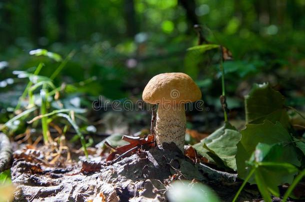 单一的红色的牛肝菌属真菌蘑菇采用指已提到的人野生的.红色的牛肝菌属真菌蘑菇Greece希腊