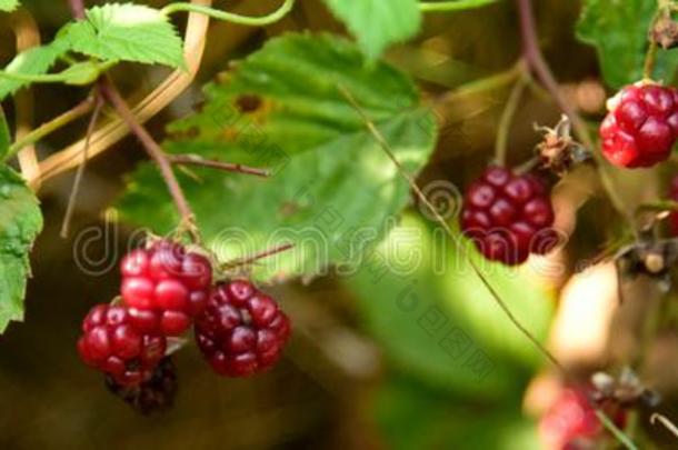 黑莓成果生长的向树枝黑莓采用野生的