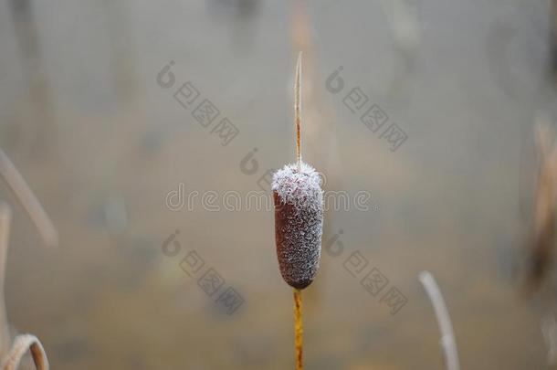 芽芦苇大量的和使结冰霜,指已提到的人背景是（be的三单形式变模糊,宏指令Philippines菲律宾