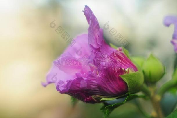 偶然地-一半的-敞开的,可爱的粉红色的和col.紫红色花芽,软的balls球