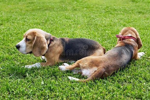 两个猎兔犬公狗躺向绿色的草向一和煦的：照到阳光的d一y关-在上面