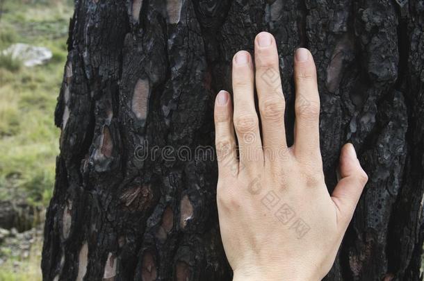 女人手向燃烧树树干