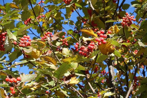 富有色彩的叶子和红色的浆果关于山梨<strong>咏</strong>叹调采用十月
