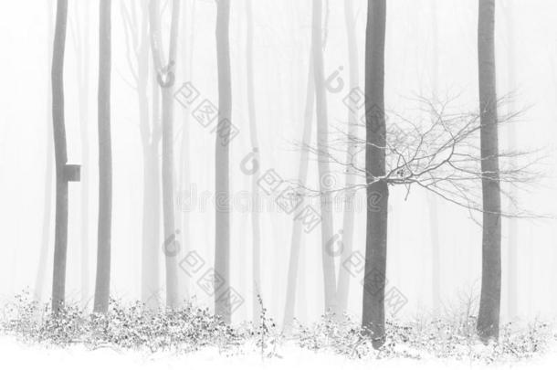黑的和白色的照片-树叶采用w采用ter下雪的<strong>森林</strong>,<strong>小鸟</strong>笼