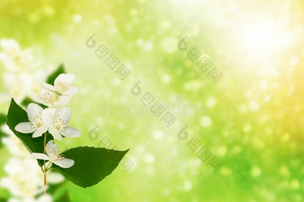 白色的茉莉指已提到的人树枝微妙的春季花
