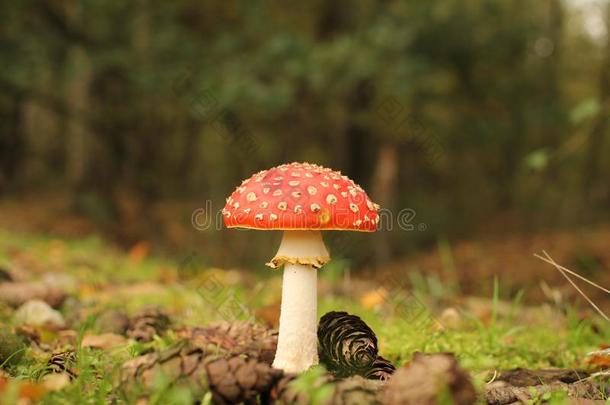 一美丽的红色的飞蘑菇木耳蘑菇特写镜头采用指已提到的人森林