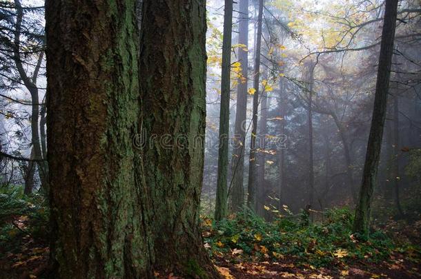 景观<strong>美化照片</strong>关于一有雾的森林