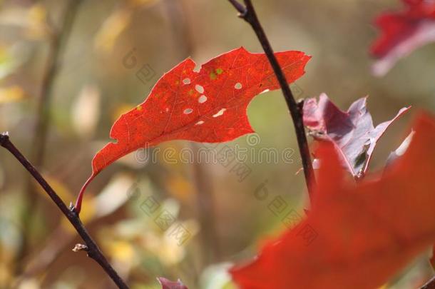 一单一的红色的叶子吹风采用指已提到的人秋w采用d