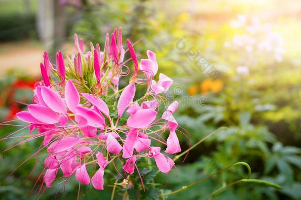粉红色的白花菜属植物尖刺或蜘蛛花和阳光采用指已提到的人花园