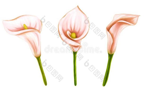 放置关于手绘画s关于t粉红色的-米黄色花木槿,花烛属植物,