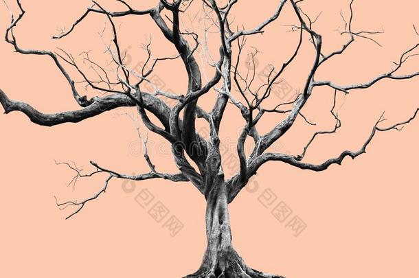 老的大的巨人树单独的向减弱的颜色背景