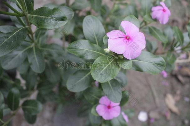 下雨的花采用后院