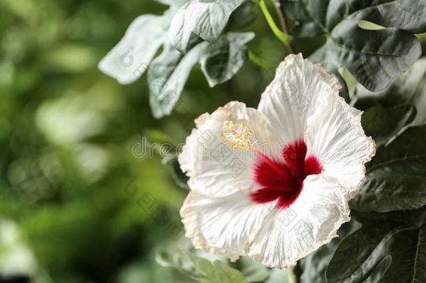 美丽的热带的木槿花在户外.空间为文本