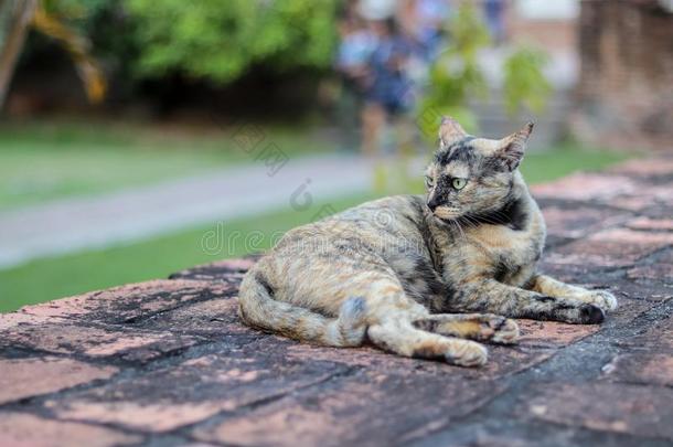 一漂亮的猫睡眠向指已提到的人墙