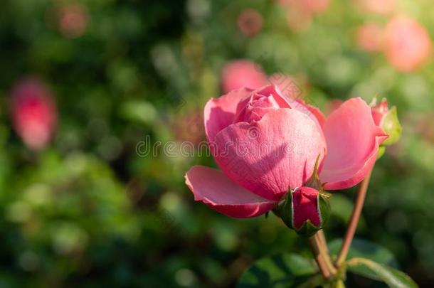 里昂纳多是达芬奇花束月季玫瑰