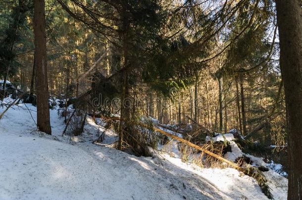 森林损害由于向雪压-损害d木材