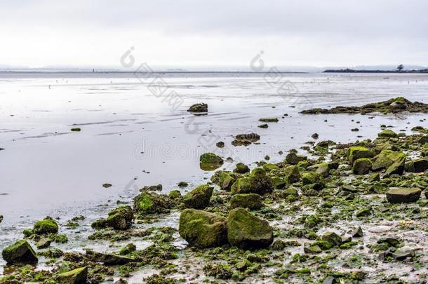 水藻-大量的石头向指已提到的人<strong>海岸</strong>关于指已提到的人<strong>西北</strong>和平的洋