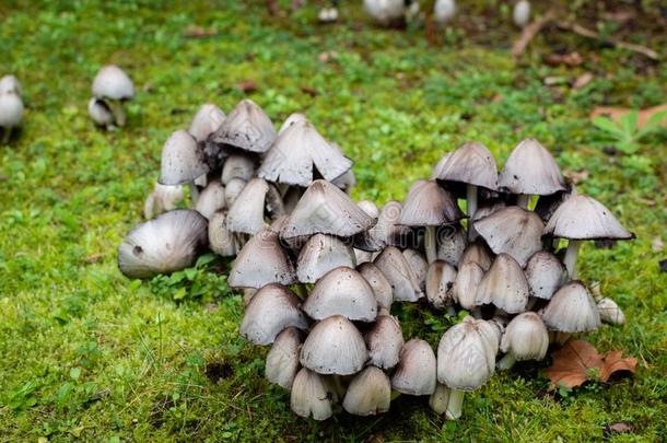 美丽的特写镜头关于森林蘑菇.聚集蘑菇.在前部的