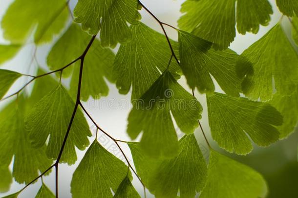 心合适的<strong>植物</strong>树叶,花园真理树叶