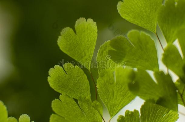 心合适的<strong>植物</strong>树叶,花园真理树叶