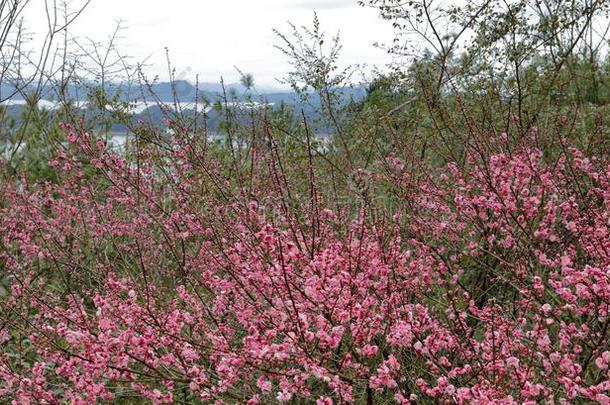 李子花关于指已提到的人一千岛湖,风干土坯三原色红绿兰彩色值