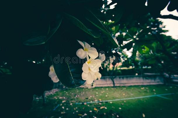 白色的梅花花是盛开的美丽地向指已提到的人树.