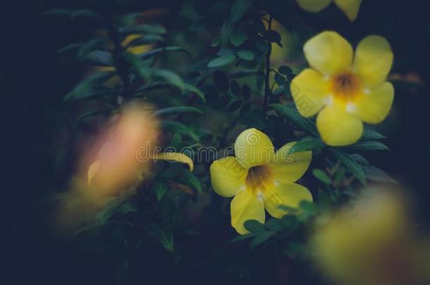 黄色的花花美丽地向指已提到的人树.