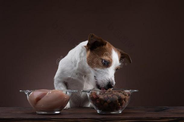 给食公狗.自然的生的食物.宠物食物.千斤顶拉塞尔英国工程师小猎狗我