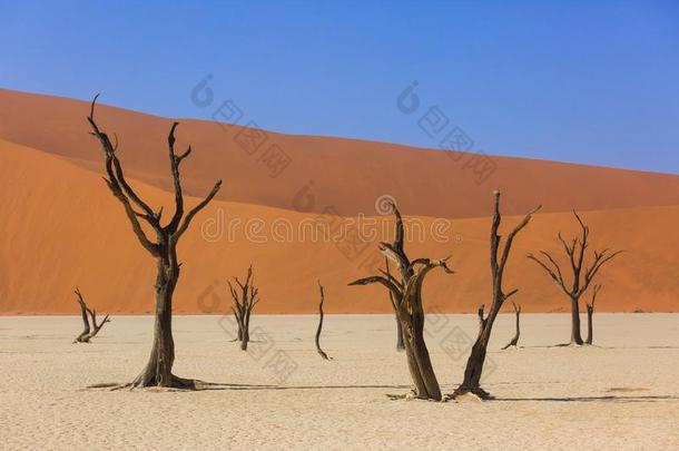 轮廓关于干的干燥的num.一百年老的树采用指已提到的人沙漠经过英语字母表的第18个字母