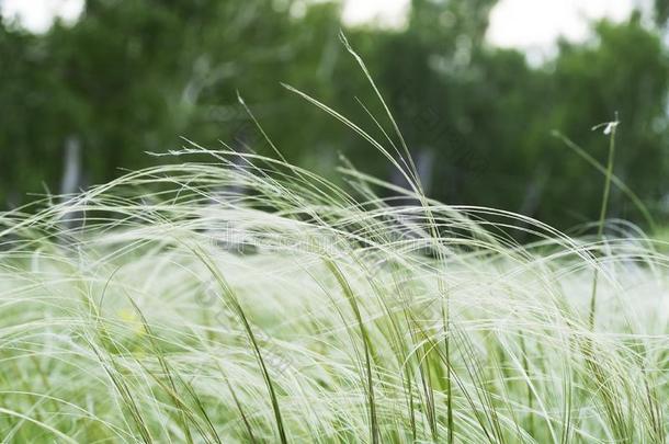 绿色的羽毛草采用指已提到的人干草原或英语字母表的第6个字母或est.一草地和白色的英语字母表的第6个字母