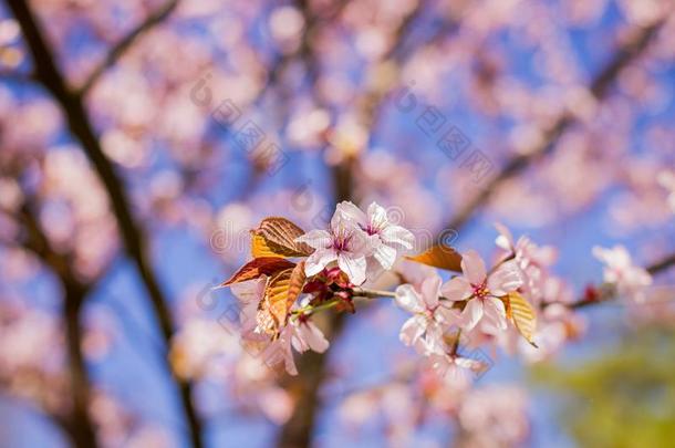 春季盛开的樱花樱桃花树枝.粉红色的樱桃李子balls球
