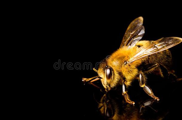 蜂蜜蜜蜂宏指令,隔离的向黑的背景.蜜蜂c向cept.复制品