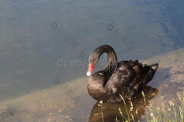黑的天鹅采用夏采用浅的水采用一<strong>池塘</strong>和一be一utiful