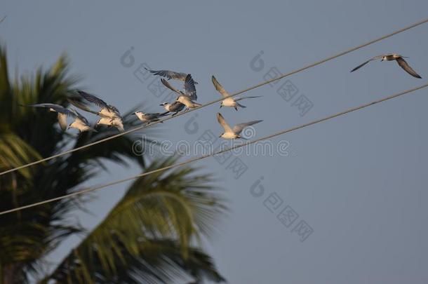 白色的-具有脸型的暴风雨海燕,Web开发湖,喀拉拉邦