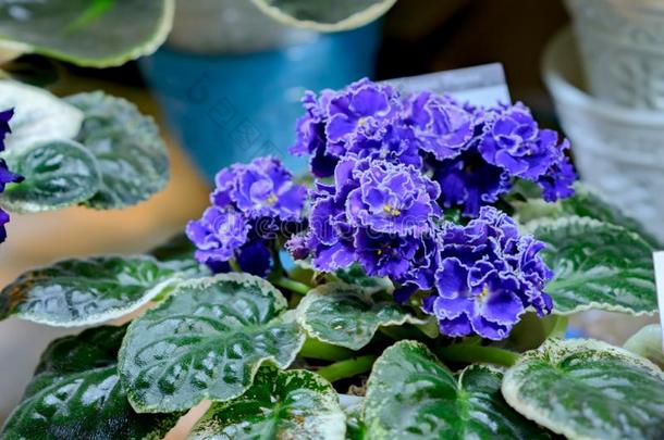 紫罗兰关于紫罗兰颜色.室内植物.浅的深度关于田