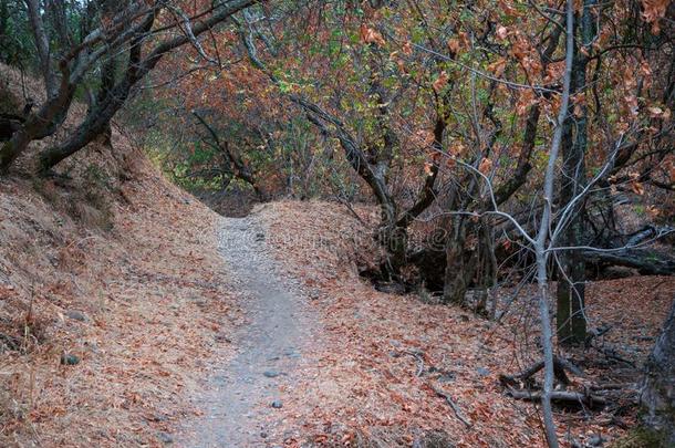 多丘陵的栎树林地跟踪落下秋地点