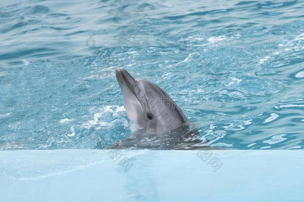 海豚.宽吻海豚海豚采用水