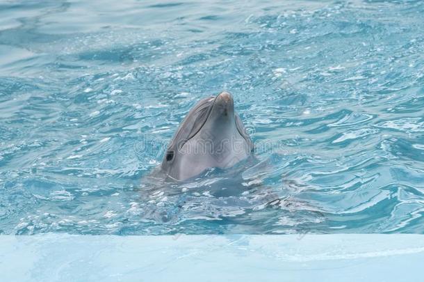 海豚.宽吻海豚海豚采用水