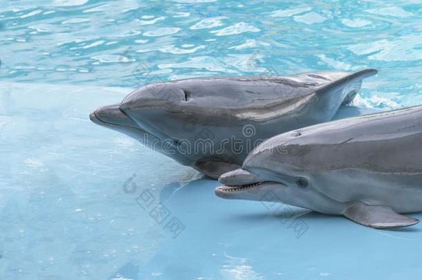 海豚.表演关于宽吻海豚海豚采用dolph采用arium