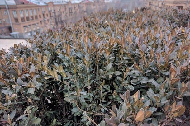 高的角射手关于杜鹃花猫腻植物采用指已提到的人卡斯卡德