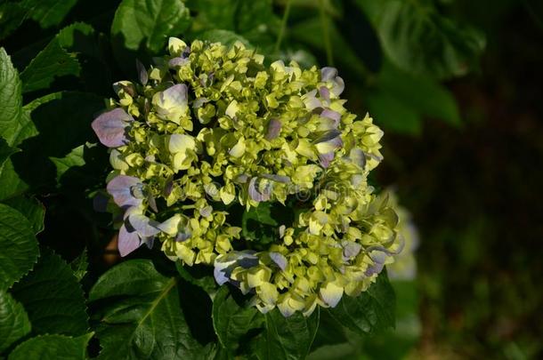 粉红色的,蓝色,丁香<strong>花</strong>属,紫罗兰,紫色的<strong>八仙花</strong>属<strong>花八仙花</strong>属雨衣