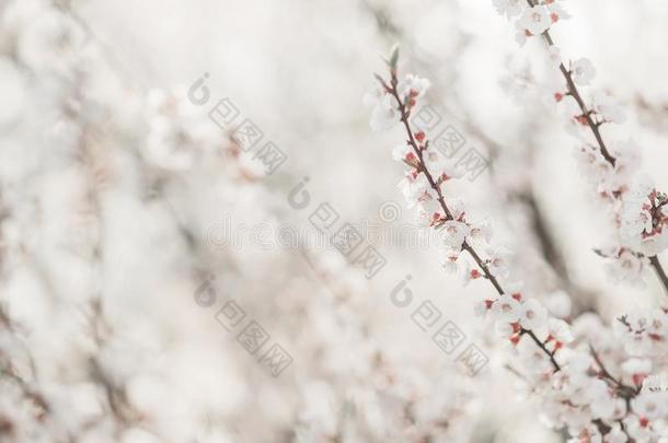 <strong>樱桃</strong>树枝和白色的花.春季盛开的树后座